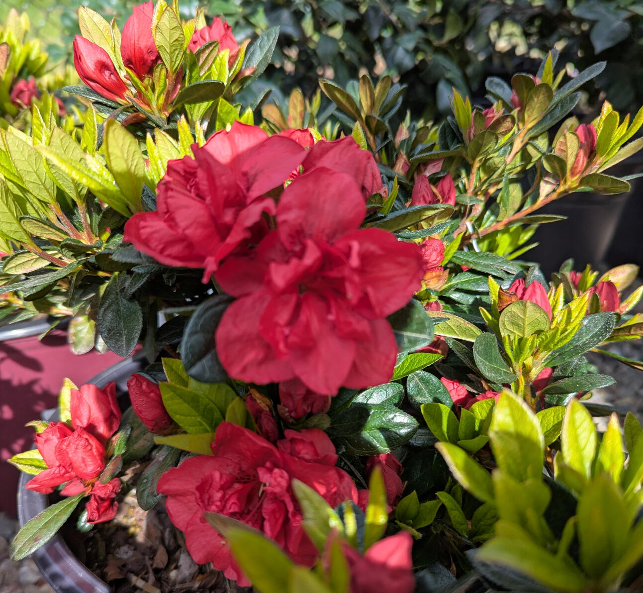 &#39;Autumn Fire&#39; Encore Reblooming Azalea