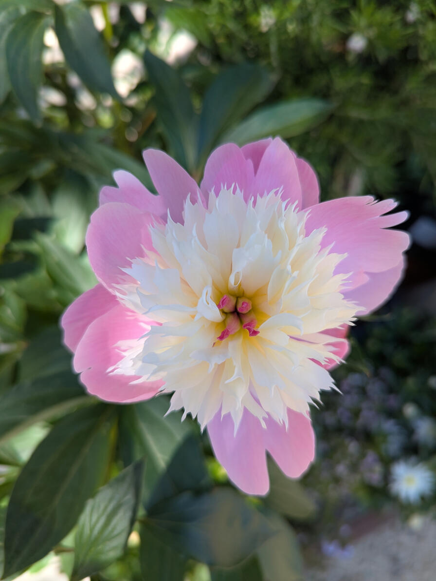 &#39;Bowl of Beauty&#39; Peony (Paeonia lactiflora)