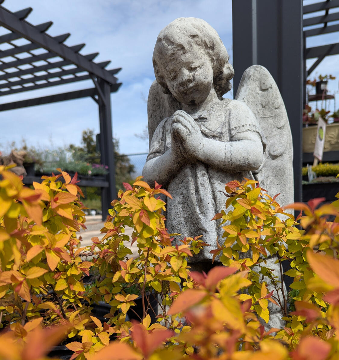 Versailles Angel with Spirea Japonica &#39;Magic Carpet&#39;