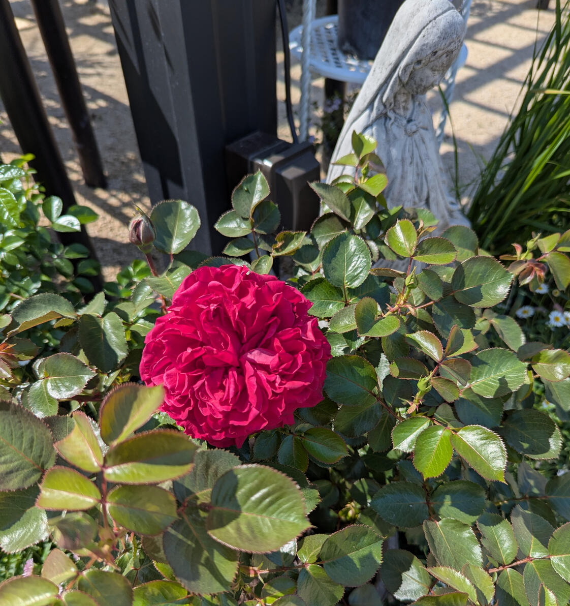 &#39;Traviata&#39; Rose