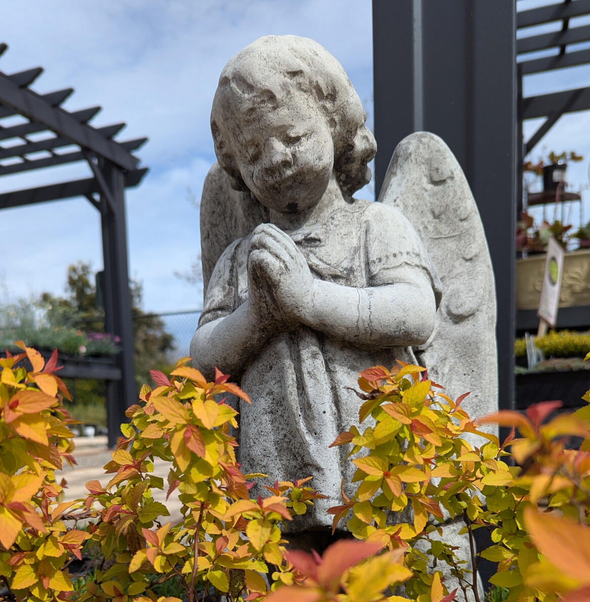 Versailles Angel with Spirea Japonica 'Magic Carpet'